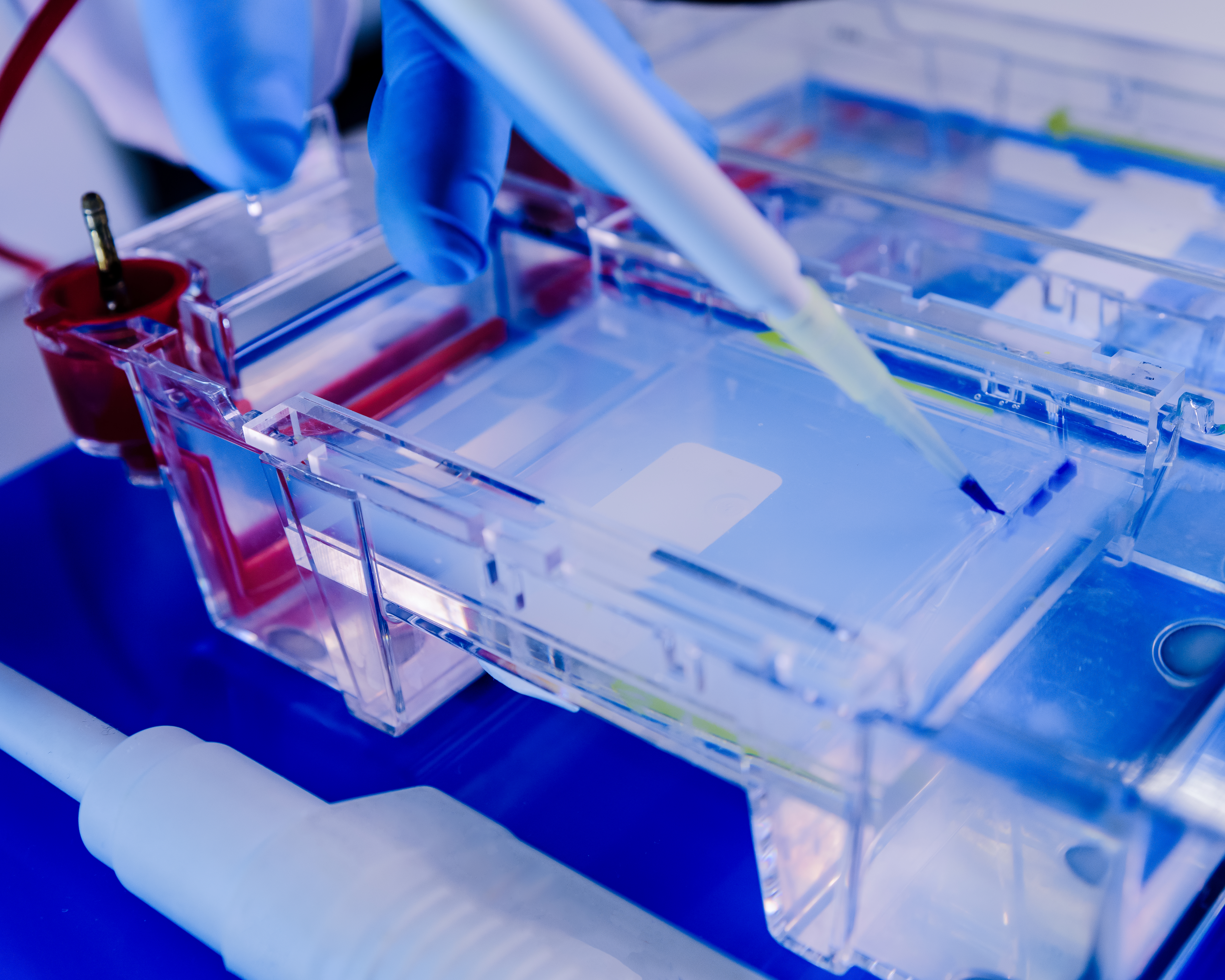 Protein separation on gels in a Electrophoresis chambers. Electrophoresis method for proteinanalytic.