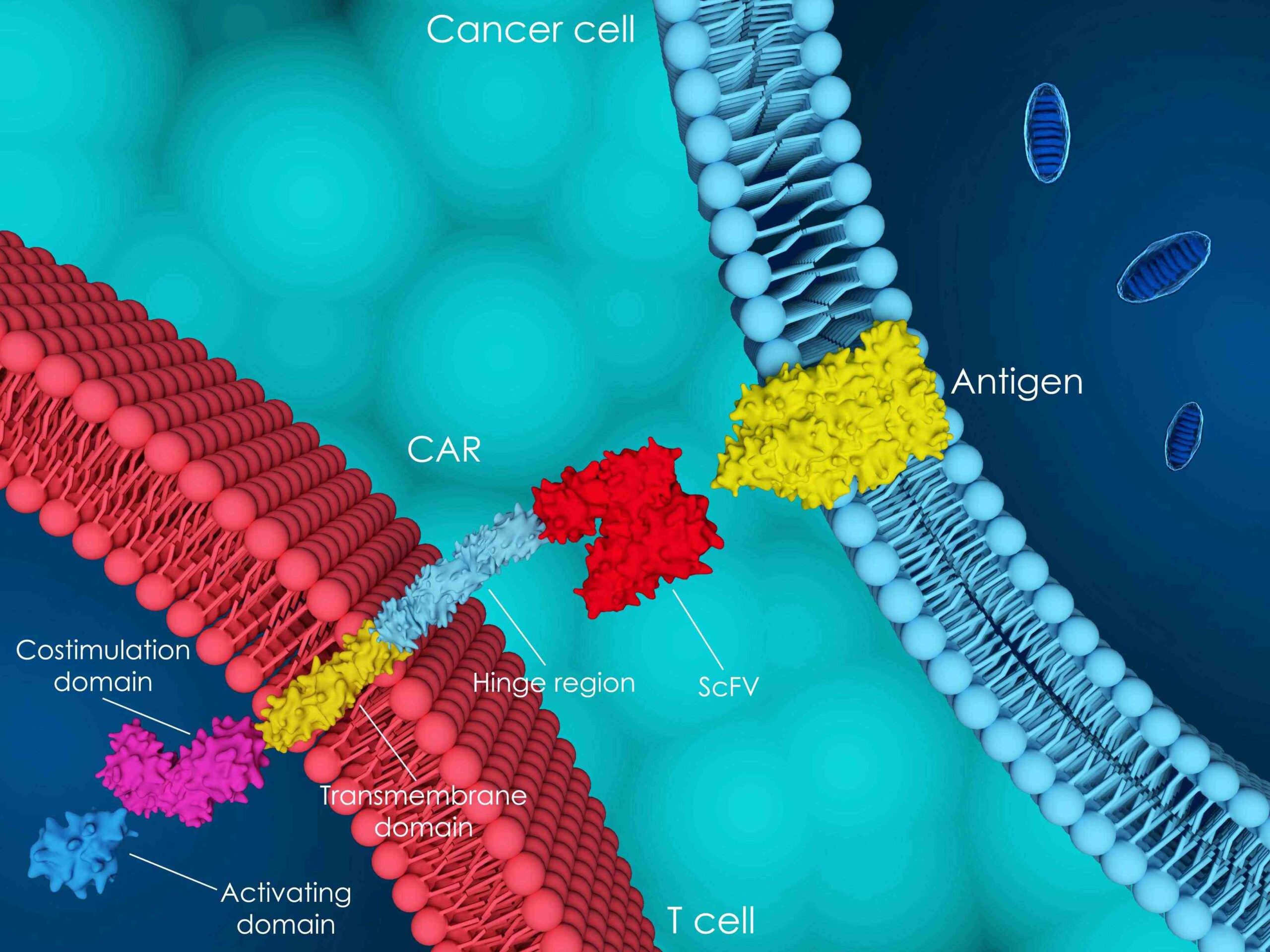 Gene and Cell Therapy